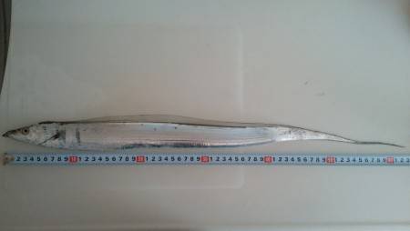 今年初タッチー